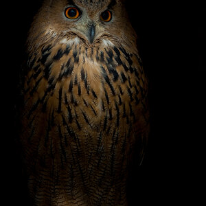 "Den Dolch unter´m Hemd" - D 700, ISO 1600, 200mm, 6,3