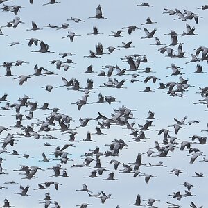 crane 2016