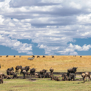 serengeti 09.10.2006 12 53