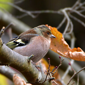 DSC 3130 Buchfink