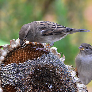 DSC 3066 Spatz
