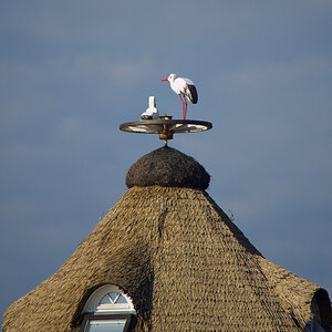 Holzstorch