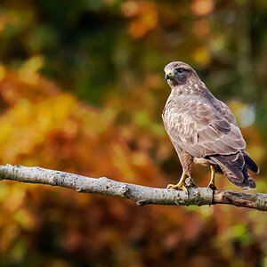 D50 4710 Bussard auf Ansitz IA 10 2016
