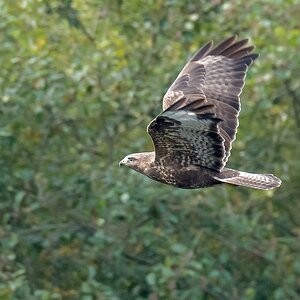 D50 4712 Bussard im Flug IA 10 2016