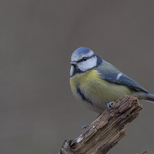 blaumeise 12