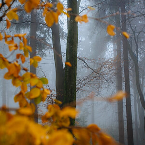 Der Taunus im Herbst