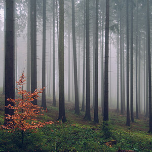 Der Taunus im Herbst