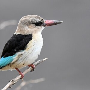 Graukopfliest, Jungtier (Grey-headed kingfisher)
Selous Game Reserve

s1478 Selous juv Gread headed Kingfisher 9602