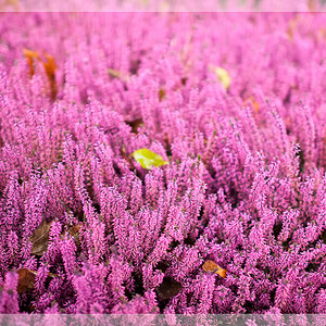 Erika mit Herbstblättern