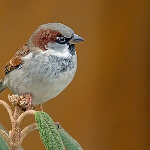 D50 5075 Winterspatz IA 11 2016