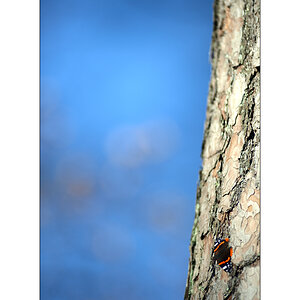 HerbstPZ1 8174 00039