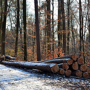 DSC 1959 Wald