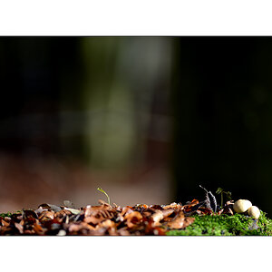 HerbstPZ1 8150 00015
