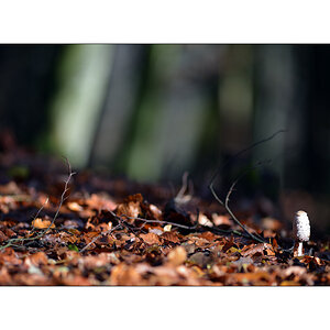 HerbstPZ1 8152 00017