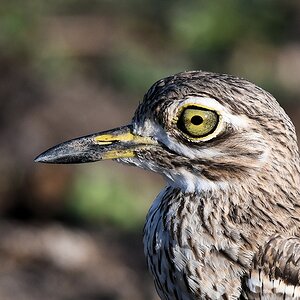 Wassertriel (Water thick-knee)
Selous Game Reserve

s1510 Selous Water thick knee 9938