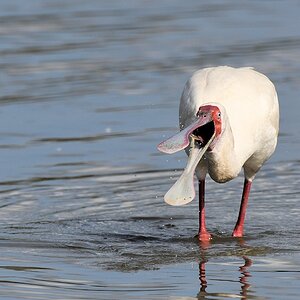 Afrikanischer Löffler (African Spoonbill)
Selous Game Reserve

s1520 Selous African Spoonbill 0028