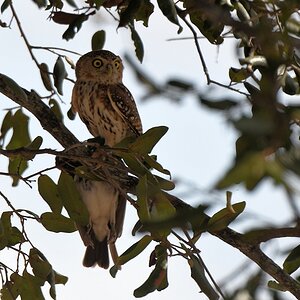 Perl Sperlingskauz (Pearls spotted owl) mit Beute
Selous Game Reserve

s1530 Selous Pearls Spotted Owl 0208