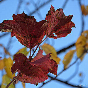 20161023 0028 Herbst Blätter Farne