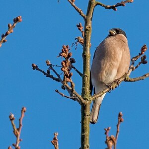 D50 6148 Frau Dompfaff IA 12 2016