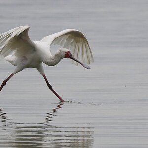 Afrikanischer Löffler (African Spoonbill)
Selous Game Reserve

s1480 African Spoonbill 9636
