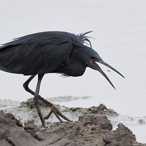 Glockenreiher (Black Egret)
Selous Game Reserve

s1480 Selous Black Egret 9758