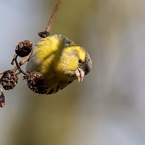 D50 6344 Erlenzeisgmännchen IA 1 2017