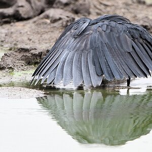 Glockenreiher (Black Egret)
Selous Game Reserve

s1480 Selous Black Egret 9789