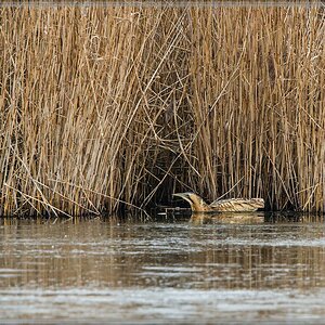 20170101 2474 [NIKON D500] 700 mm,1 160 Sek. bei ƒ   5,6