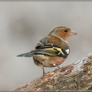 20161204 1239 [NIKON D500] 500 mm,1 160 Sek. bei ƒ   5,0