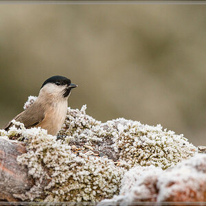 20161204 1274 [NIKON D500] 500 mm,1 320 Sek. bei ƒ   5,0