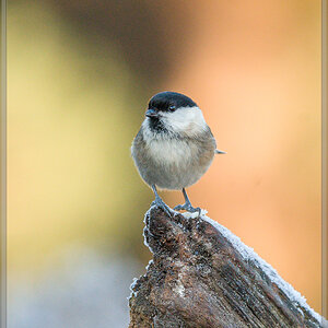20161204 1695 [NIKON D500] 500 mm,1 640 Sek. bei ƒ   7,1
