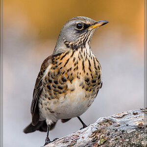 20161204 5127 [NIKON D4] 700 mm,1 200 Sek. bei ƒ   8,0