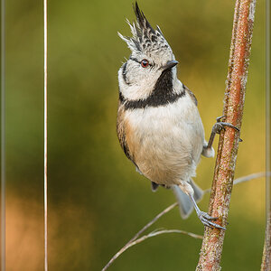 20161204 5498 [NIKON D4] 700 mm,1 60 Sek. bei ƒ   8,0
