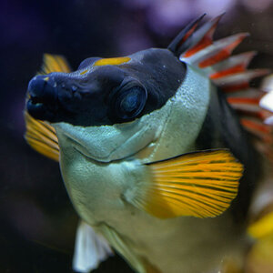 kaninchenfisch 03a