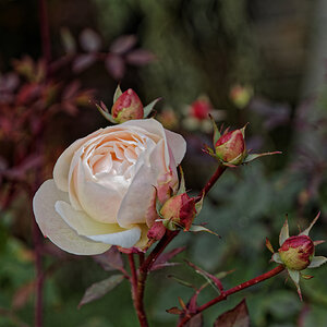 D72 1303 DxO 1000px