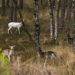 Leider ist das Bild nicht so, wie ich es mir wünschen würde. Aber ich war genauso überrascht wie die Tiere und konnte gerade noch die Kamera hoch reiß