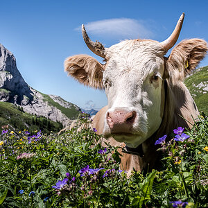 Gstaad