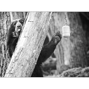 ZooPZ1 9031