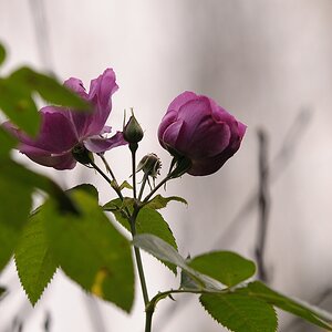 KR 540kDSC 1441