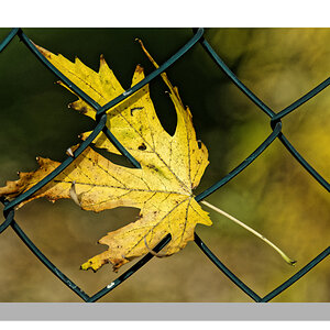 D72 1375 DxO 1000px