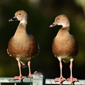 201610_Plumed Whistling-Duck_1