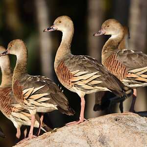 201610_Plumed Whistling-Duck_2