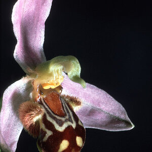 Ophrys Apifera 1967.06.29 06