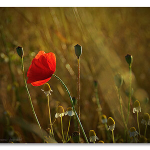 20160706 0002 Mohn Kamillefeld