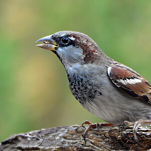 DSC 3204 Spatz