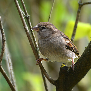 DSC 1729 Spatz