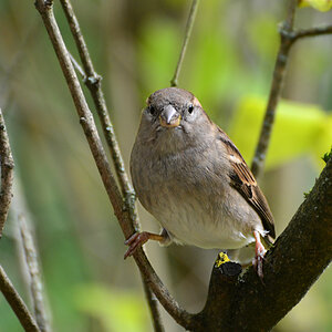 DSC 1730 Spatz