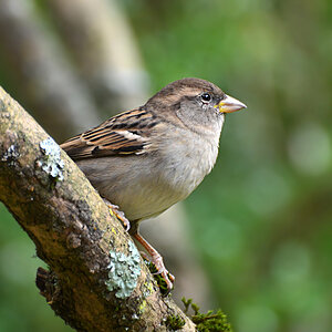DSC 1733 Spatz