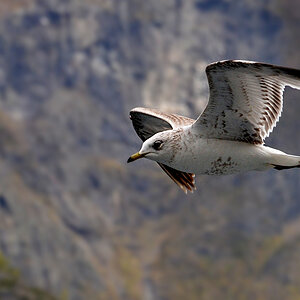 DSC 5919 Möwe