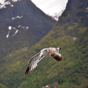DSC 5921 Möwe